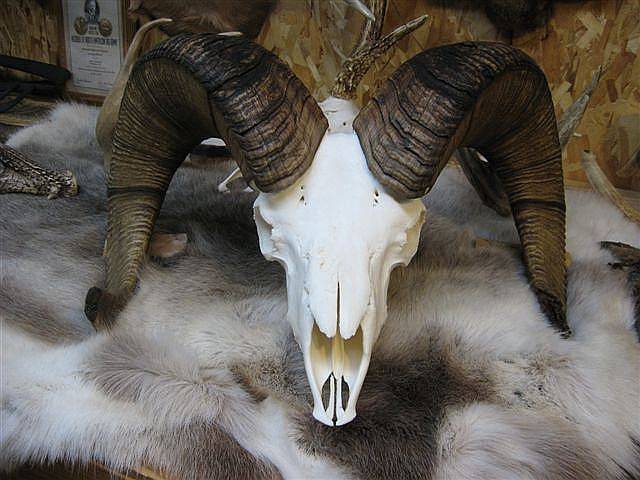 http://www.skull-cleaning.com/_bighorn-sheep-skull-shop.jpg
