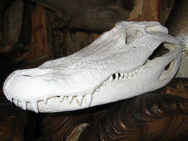 http://www.skull-cleaning.com/_gator-skull.jpg