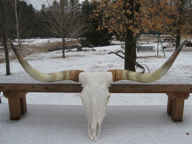 http://www.skull-cleaning.com/_texas-longhorn-skull-3.jpg