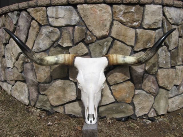 http://www.skull-cleaning.com/_texas-longhorn-skull-4.jpg