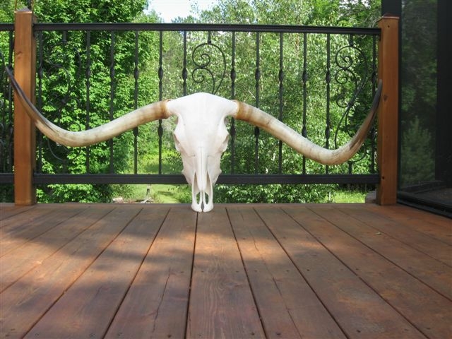 http://www.skull-cleaning.com/_texas-longhorn-skull-5.jpg